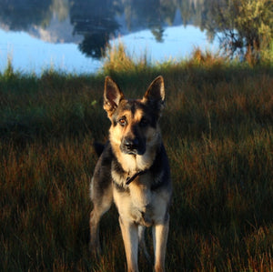 Luxurious Dog Walking Service In Ventura And Santa Barbara.  We provide exciting walks for active dog breeds. 